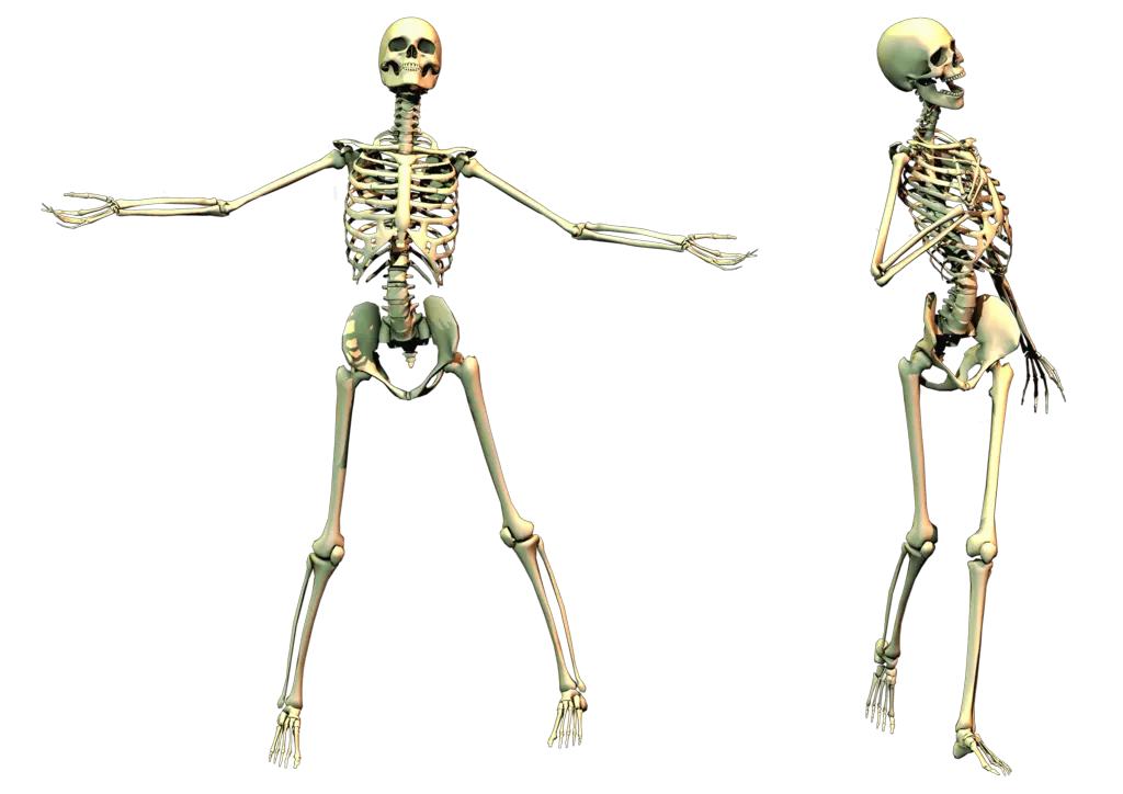 Skeleton PNG image