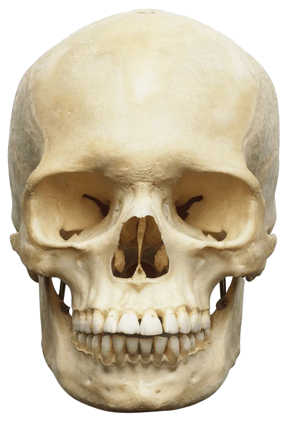 Skull PNG