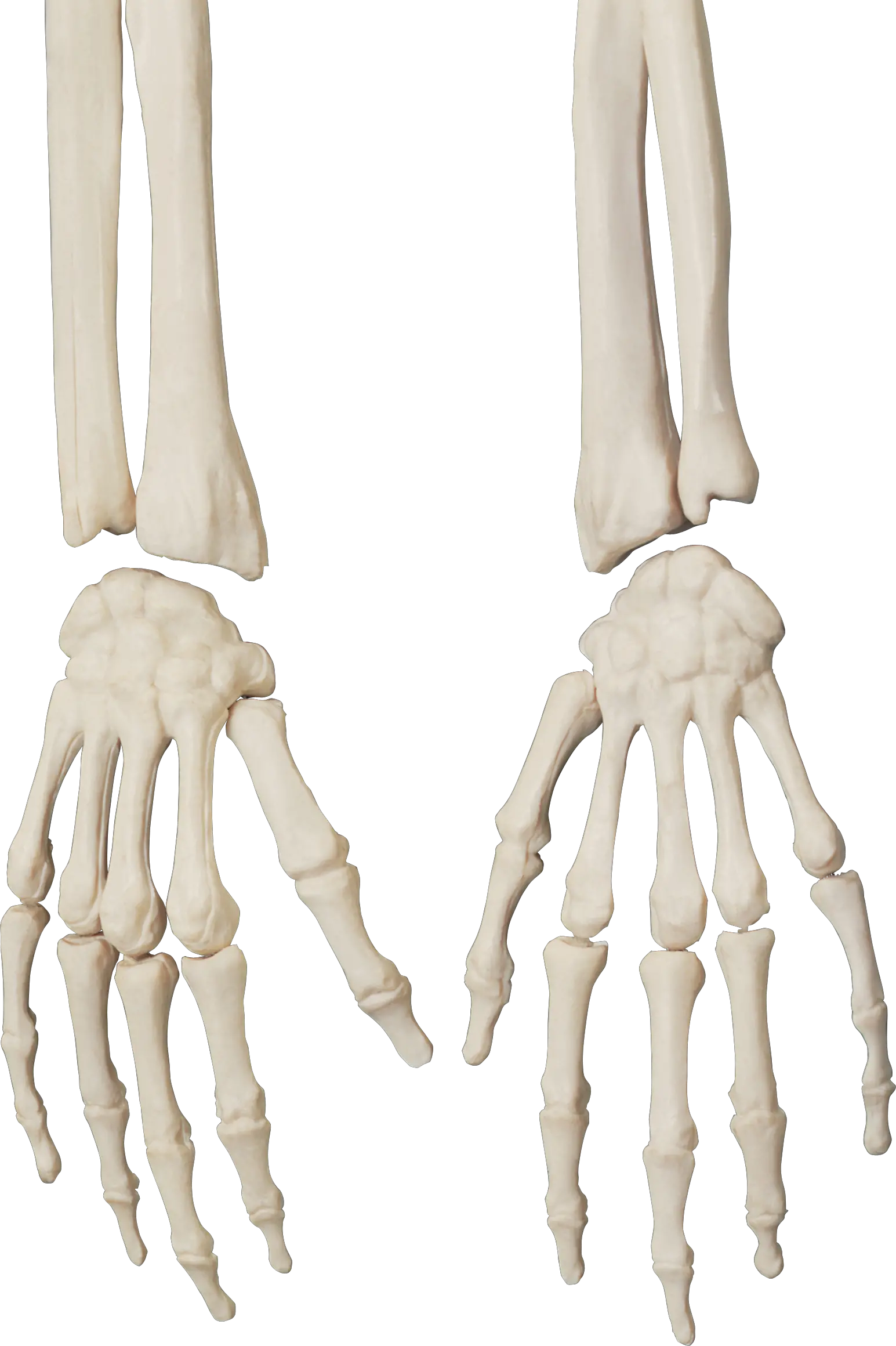 Skeleton PNG
