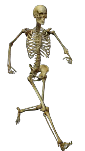 Skeleton PNG