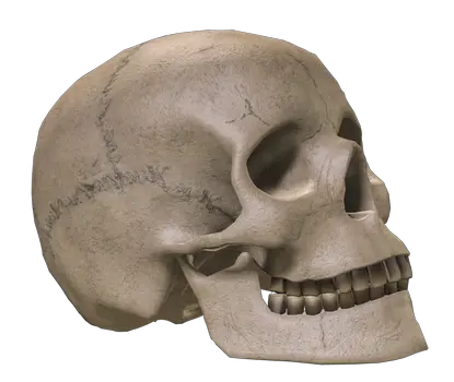 Skull PNG