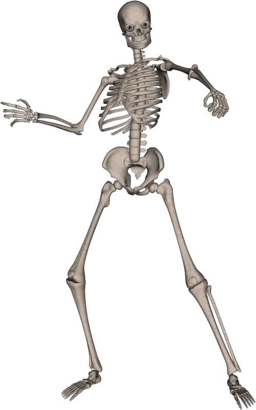 Skeleton PNG image