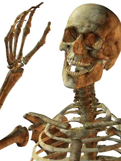 Skeleton PNG image