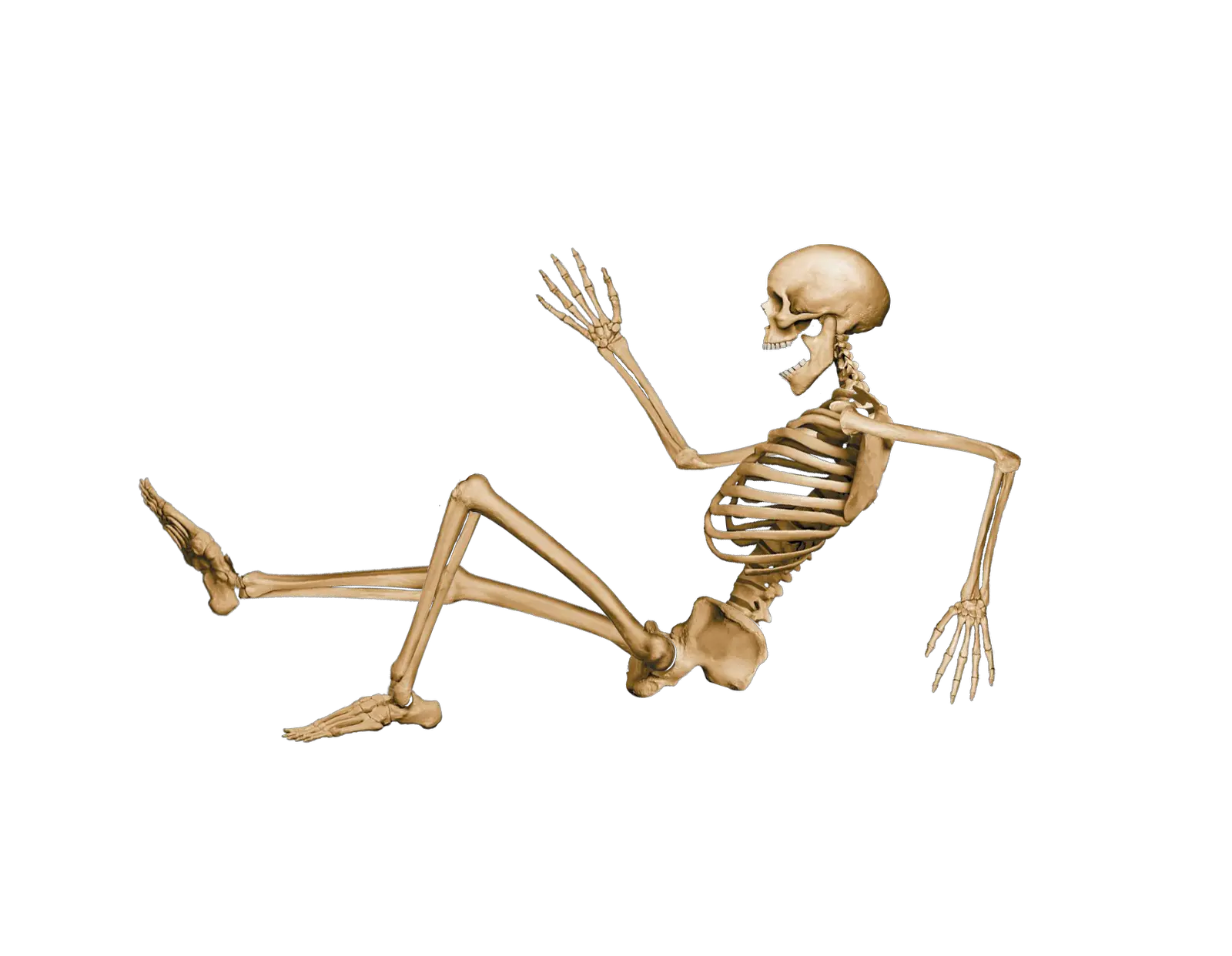 Skeleton PNG image