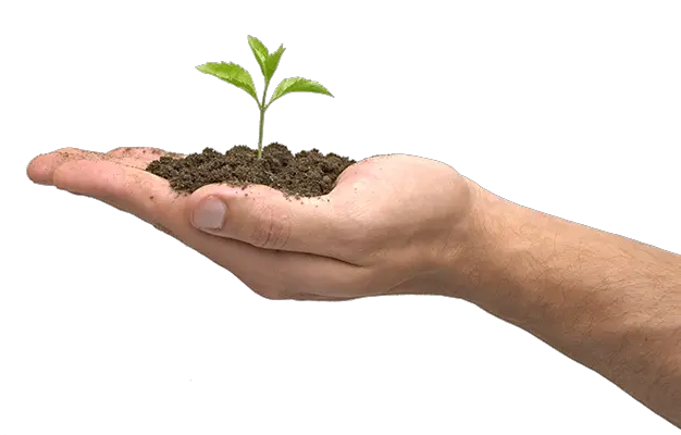 Little green sprout Hands PNG hand image free