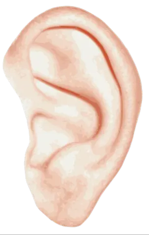 Ear PNG image