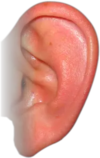 Ear PNG image