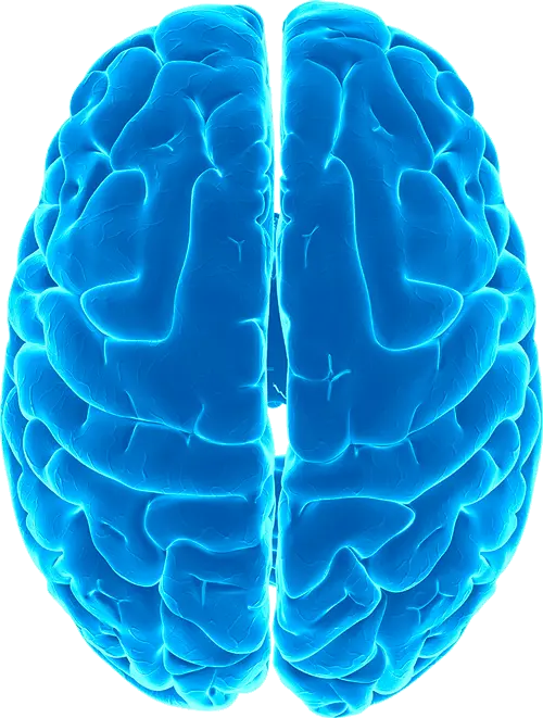 Brain PNG