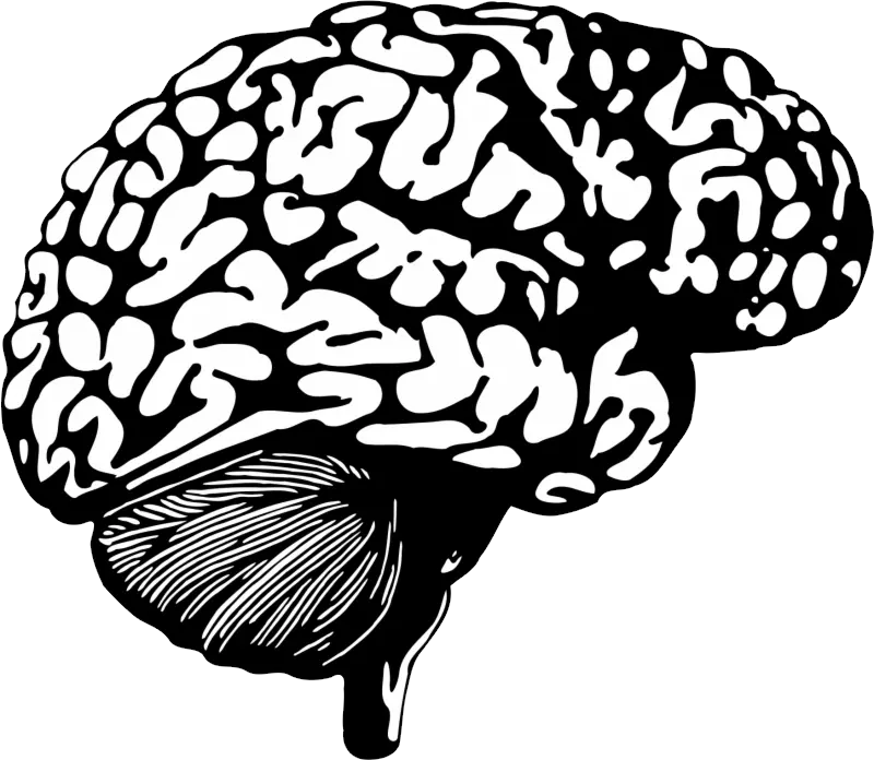 Brain PNG