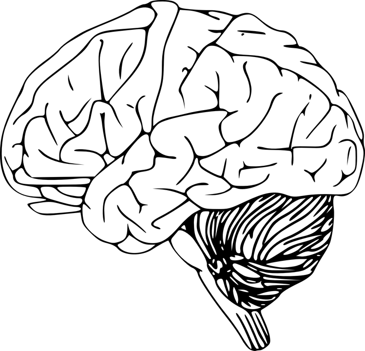 Brain PNG