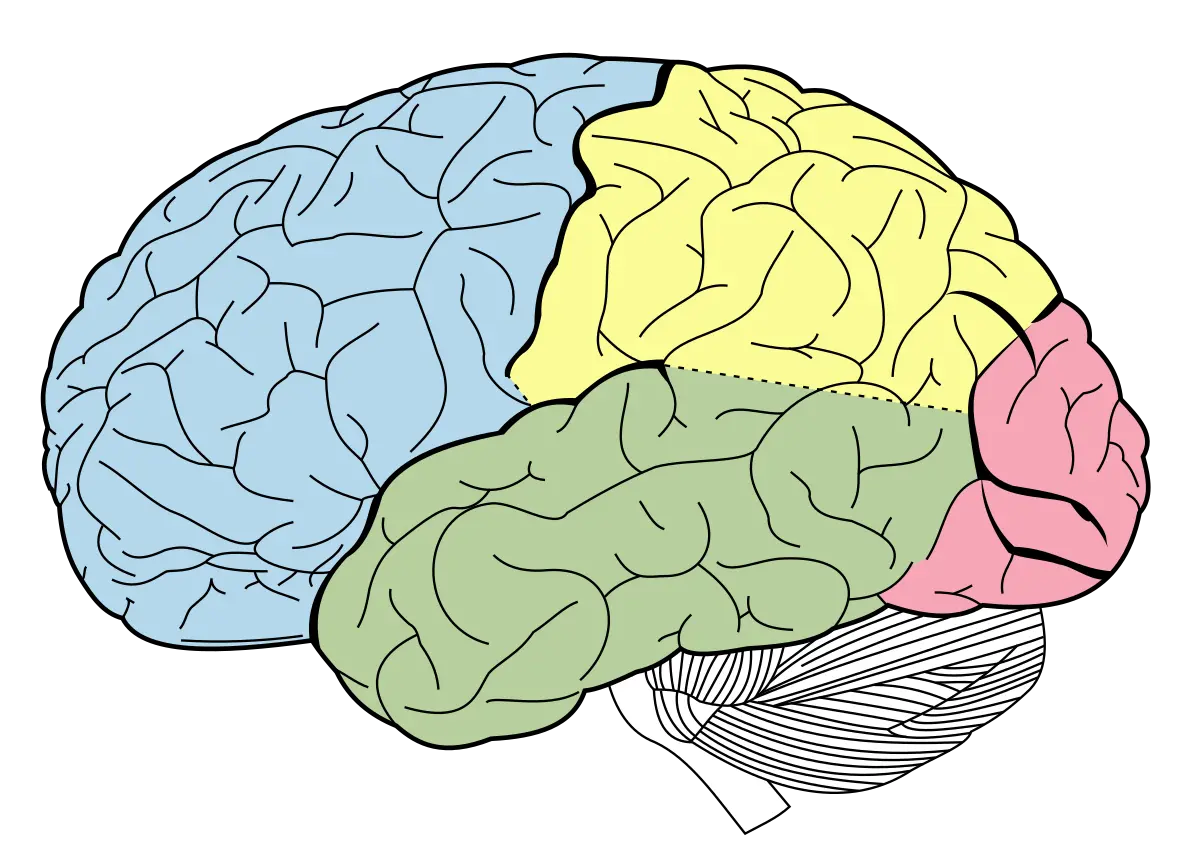 Brain PNG