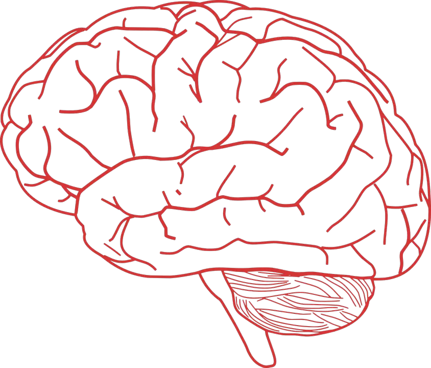 Brain PNG
