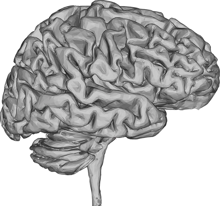 Brain PNG