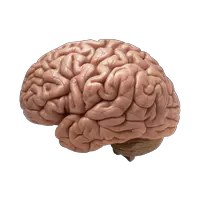 Brain PNG