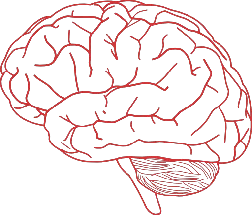 Brain PNG
