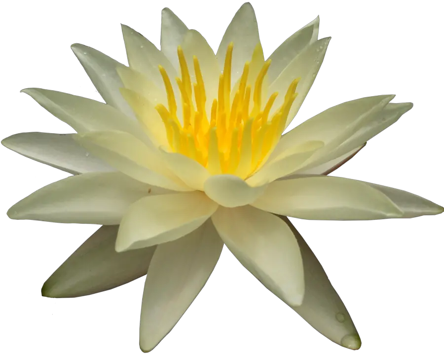 Lotus flower PNG