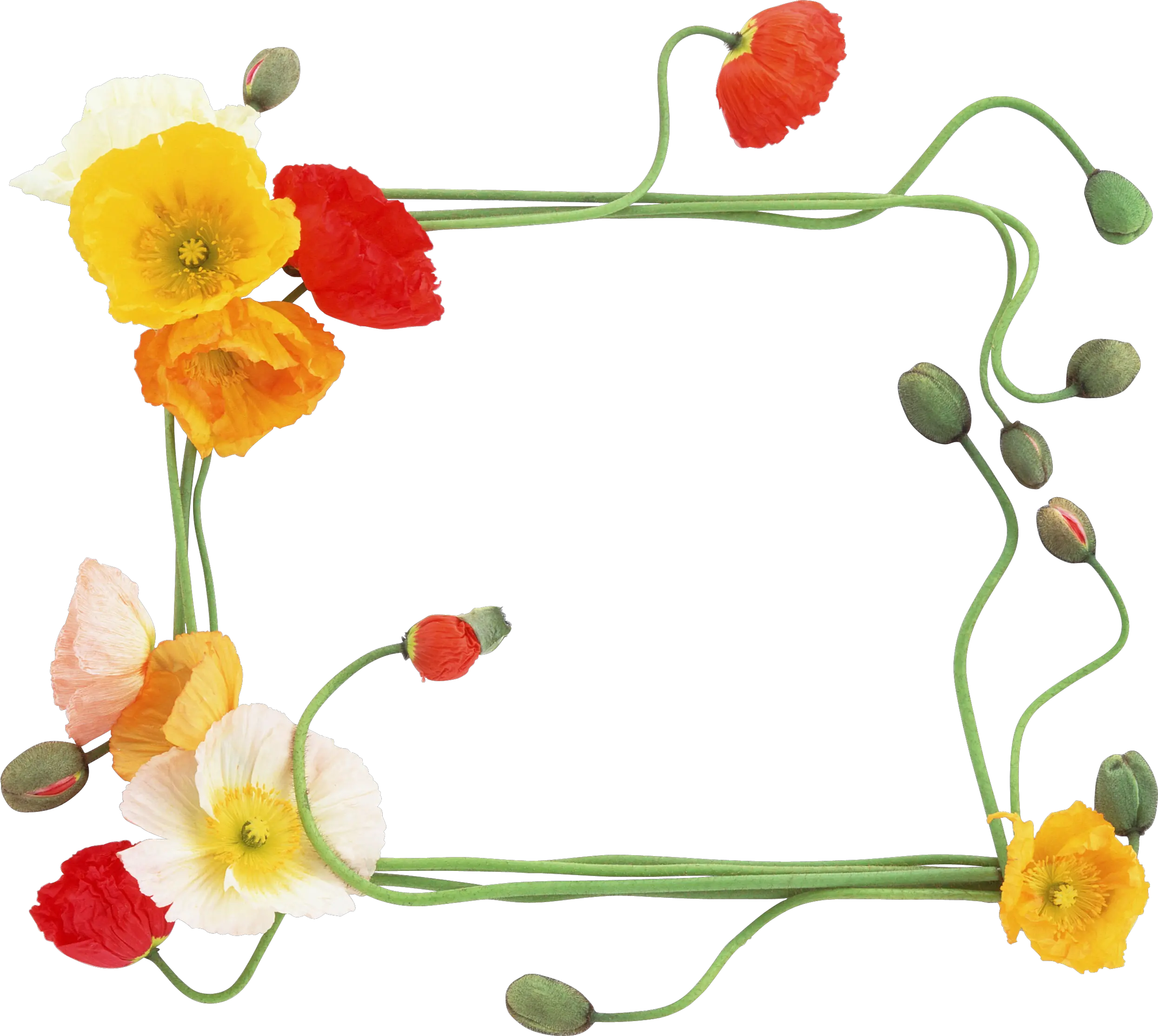 Floral frame PNG