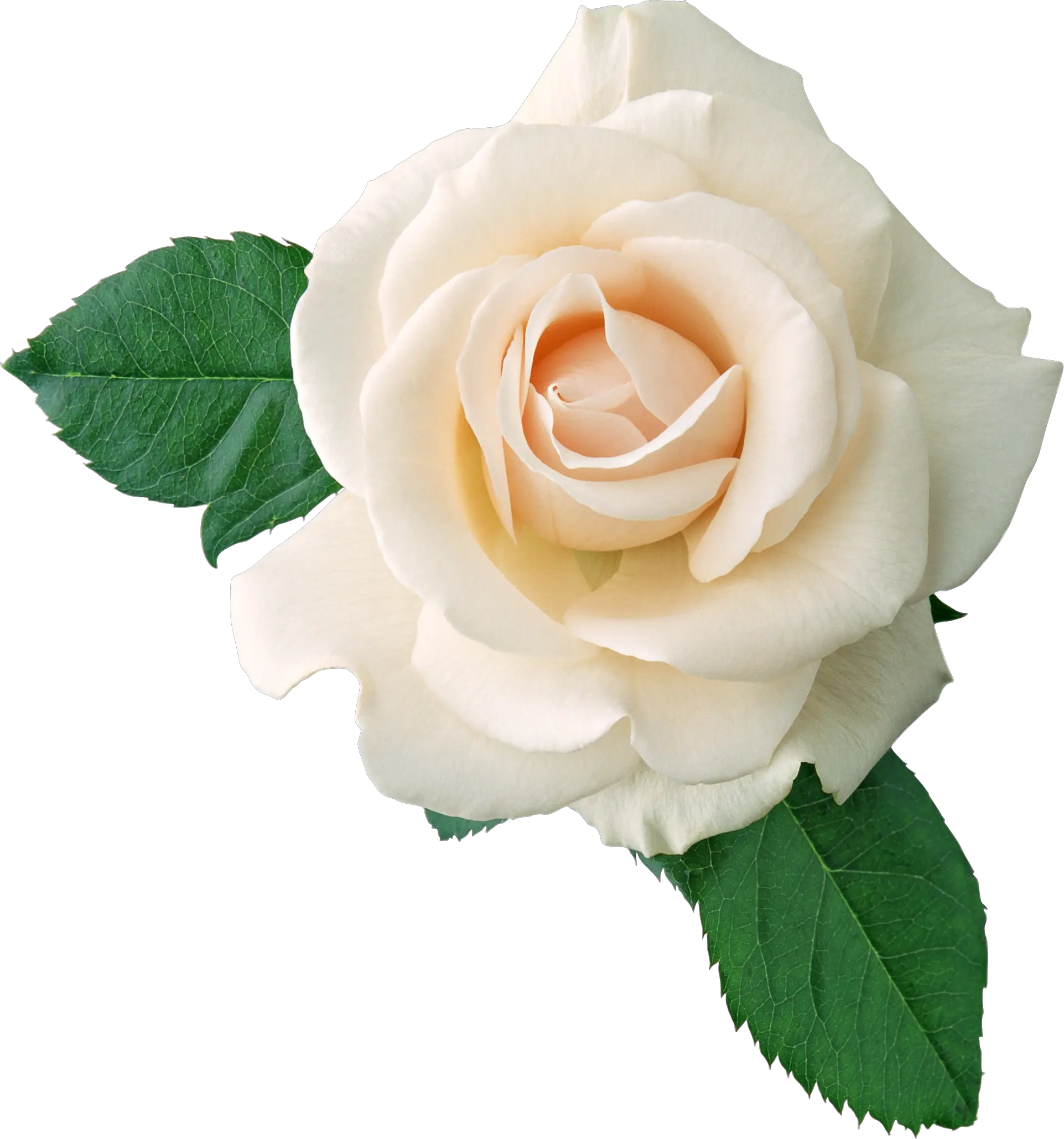 White rose PNG image flower white rose PNG picture