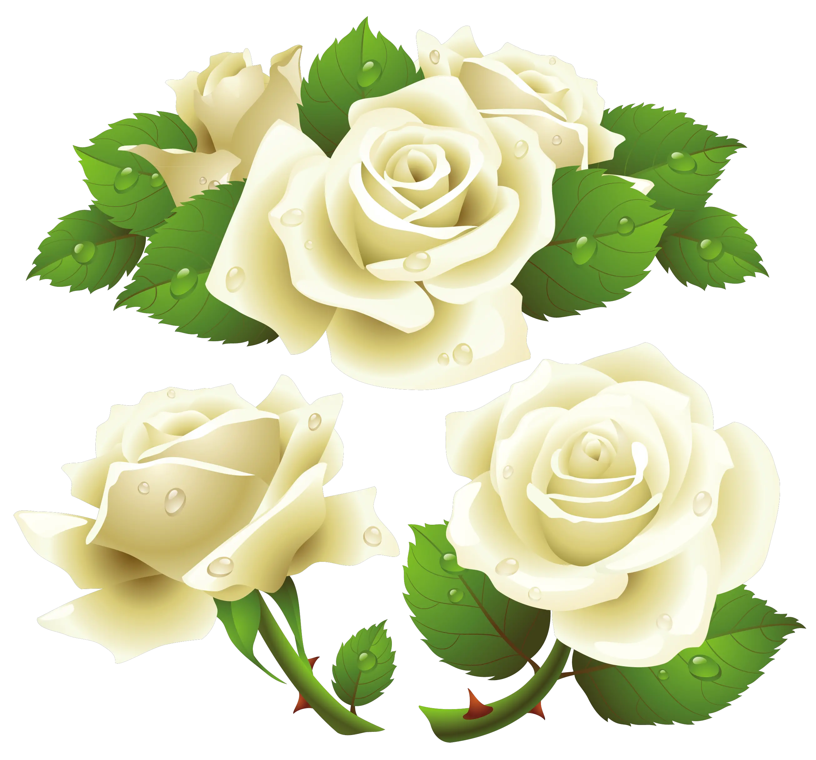 White rose PNG image flower white rose PNG picture