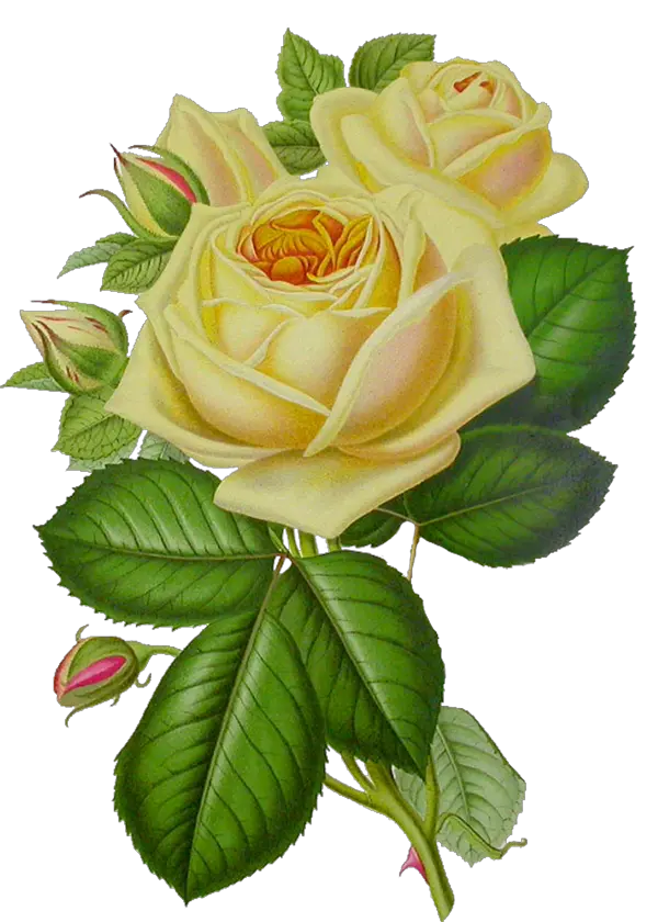 White rose PNG image flower white rose PNG picture