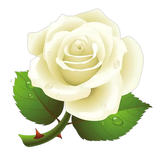White rose PNG image flower white rose PNG picture