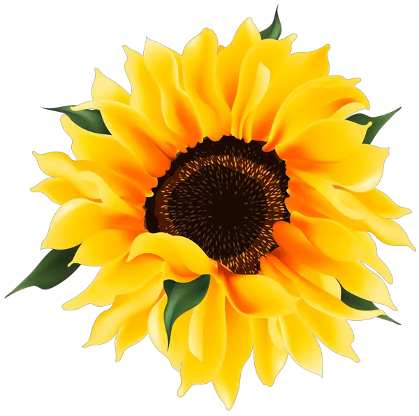 Sunflower PNG