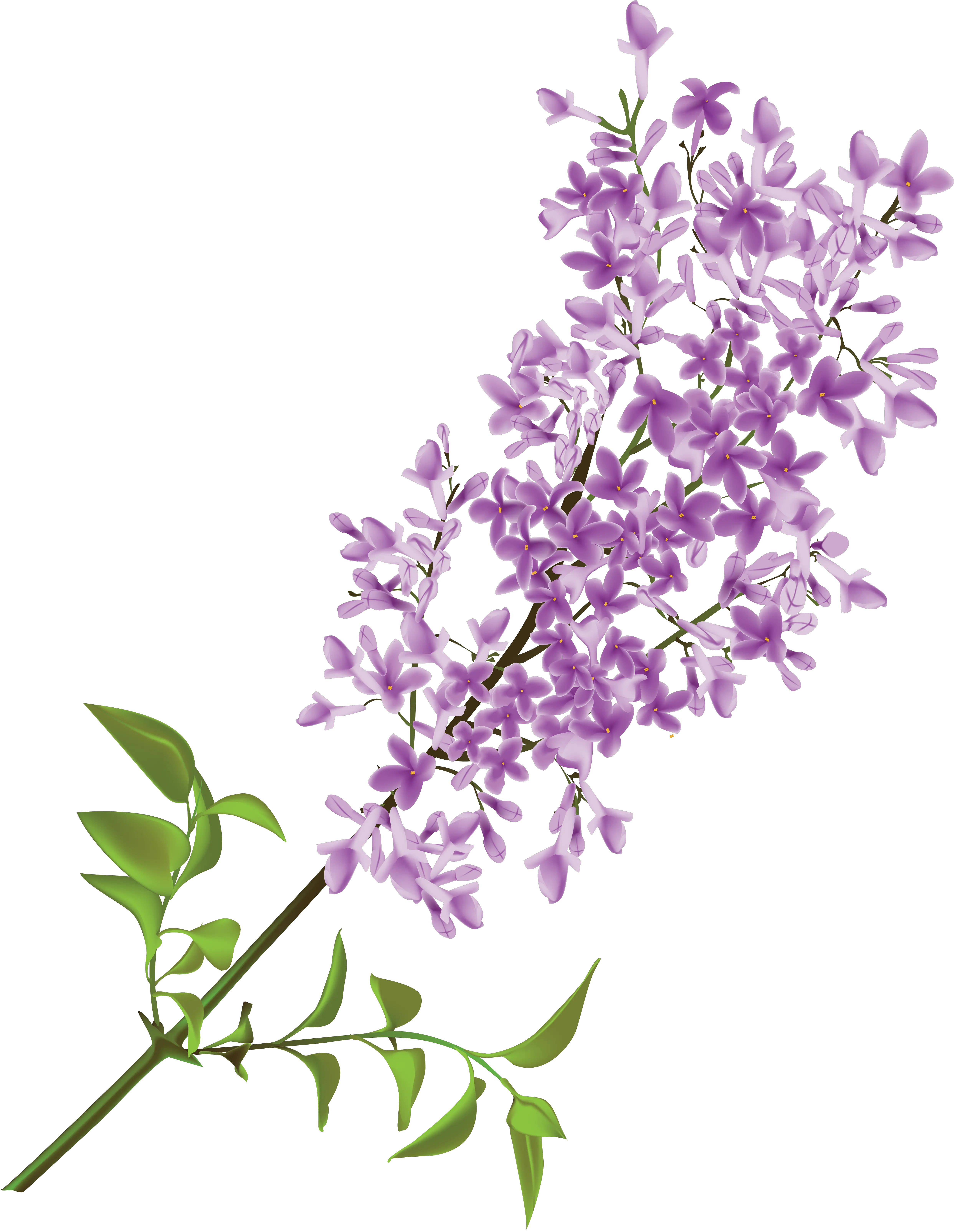 Lilac PNG