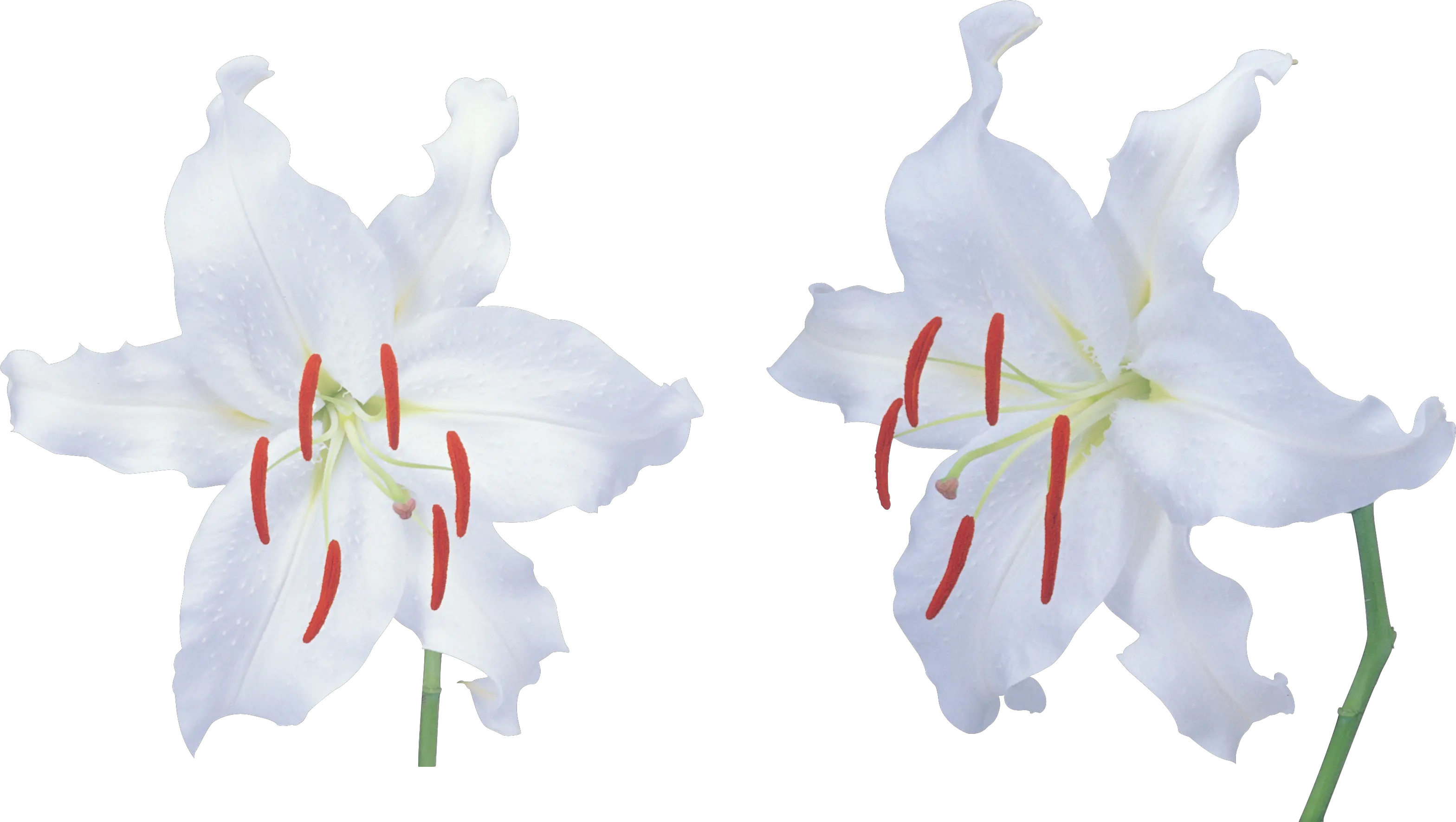 Lilium PNG