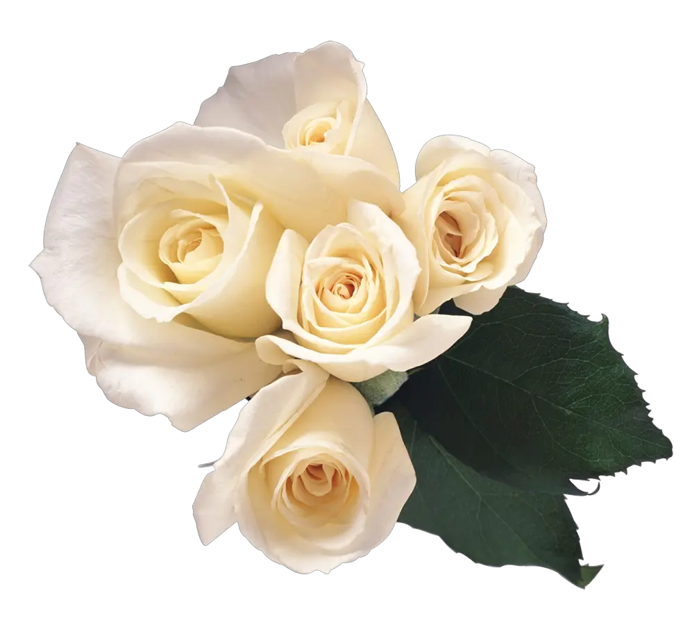 White roses PNG image