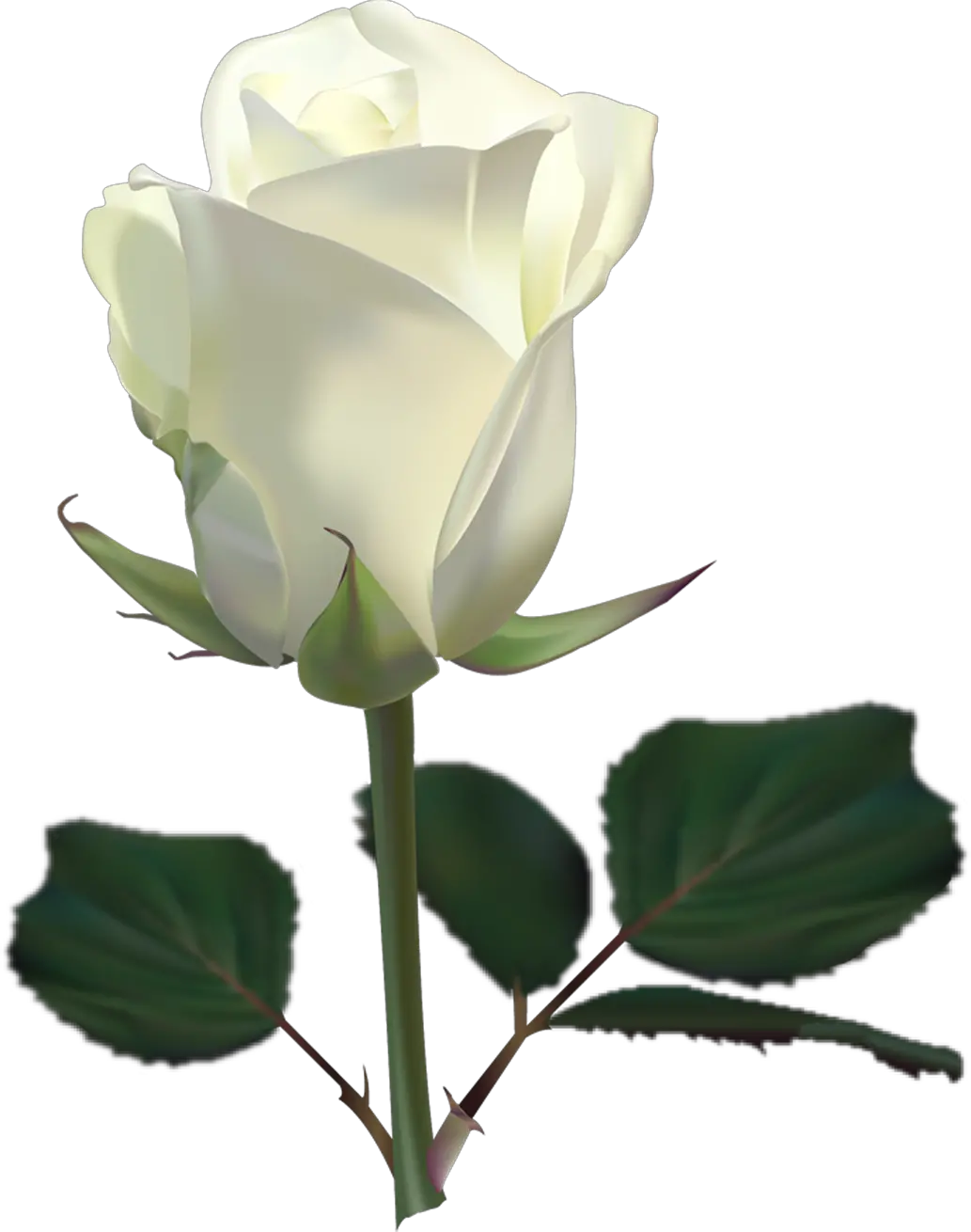 White rose PNG image flower white rose PNG picture