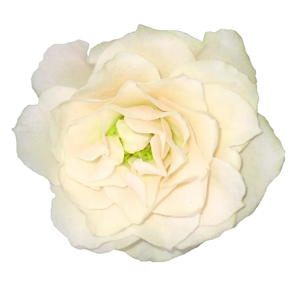 White rose PNG image flower white rose PNG picture
