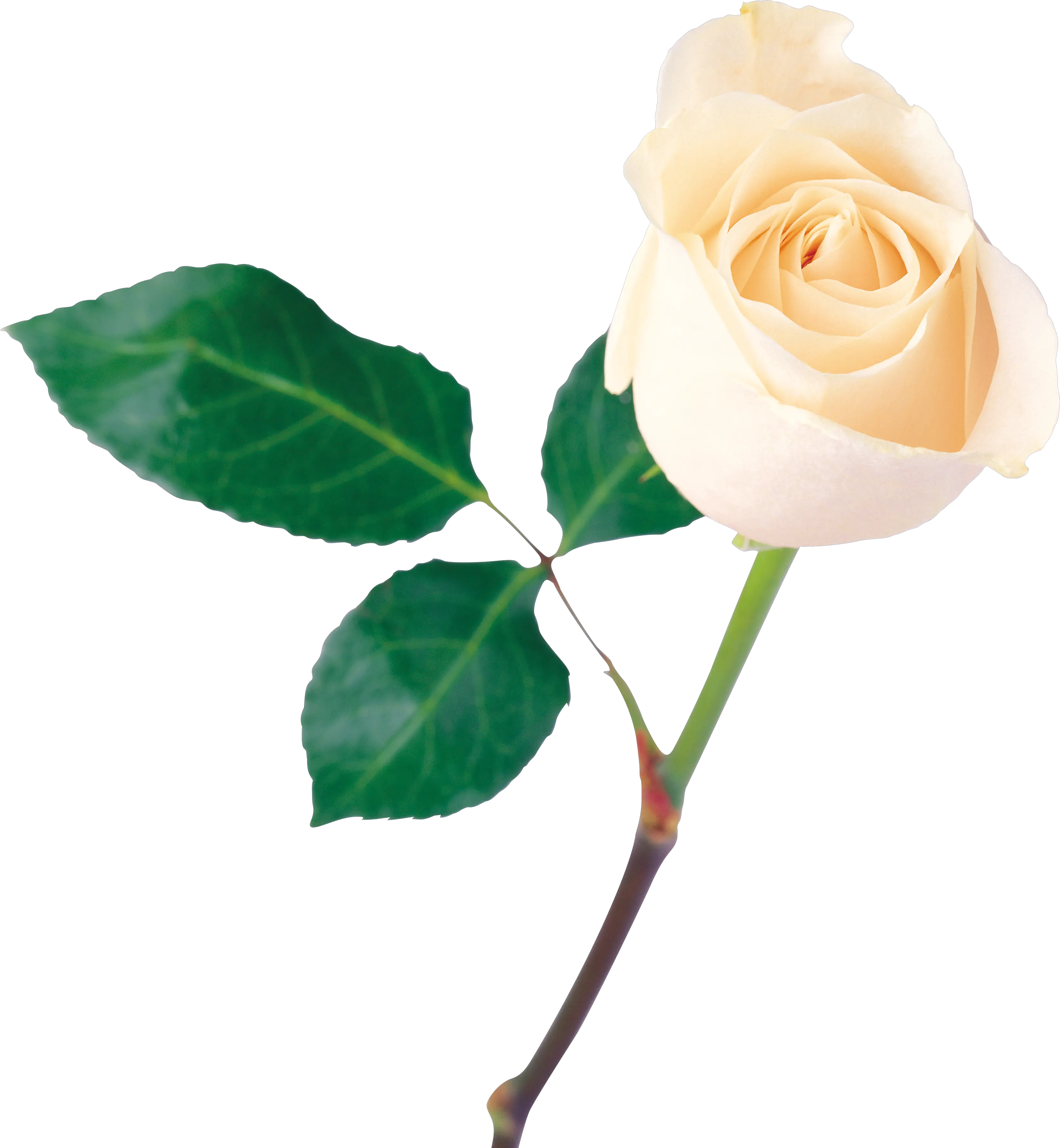 White rose PNG image flower white rose PNG picture