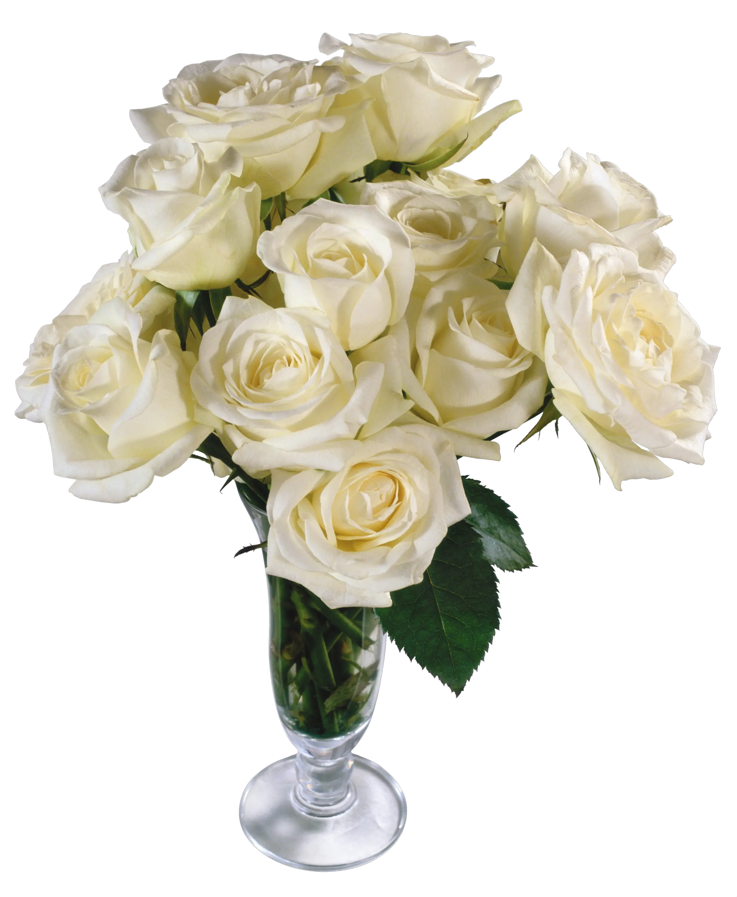 White rose PNG image flower white rose PNG picture