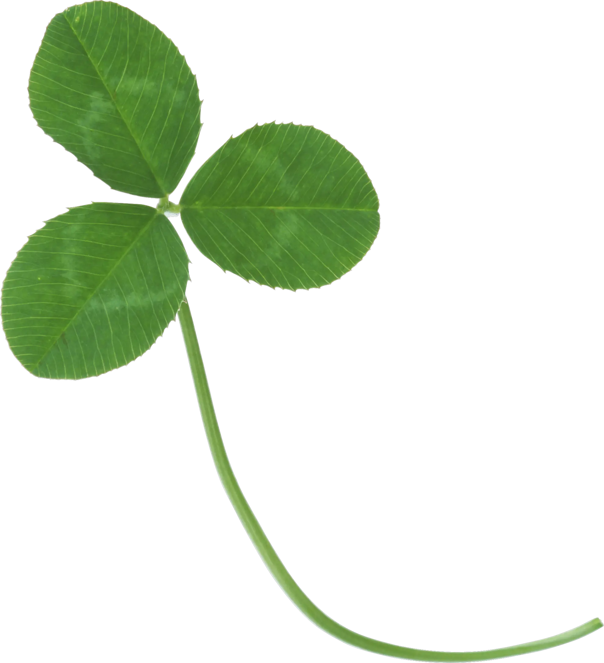 Green clover PNG image