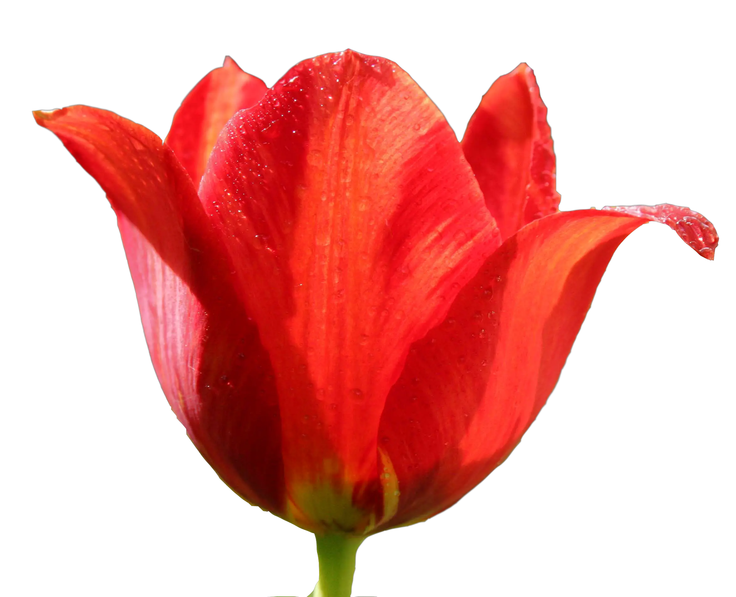 Tulip PNG image