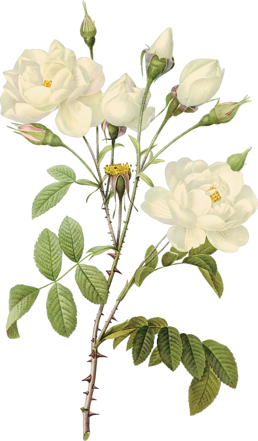 White rose PNG image flower white rose PNG picture