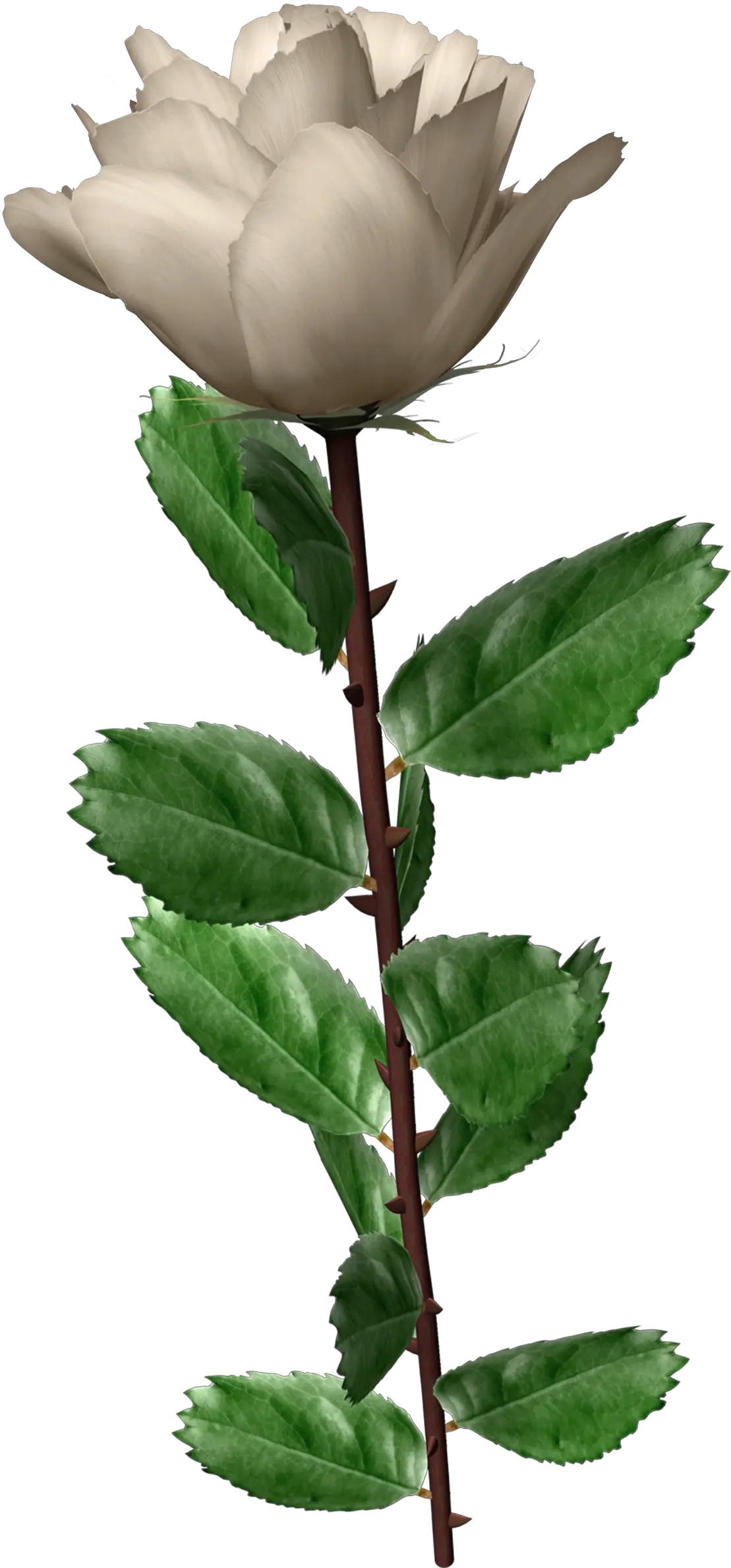 White rose PNG image flower white rose PNG picture