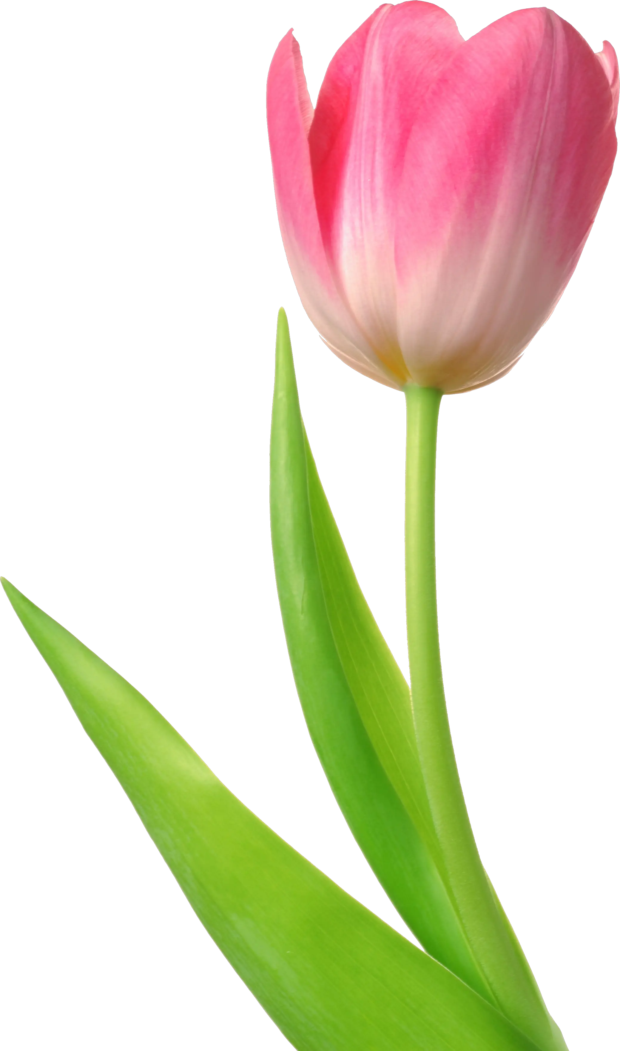 Tulip PNG image