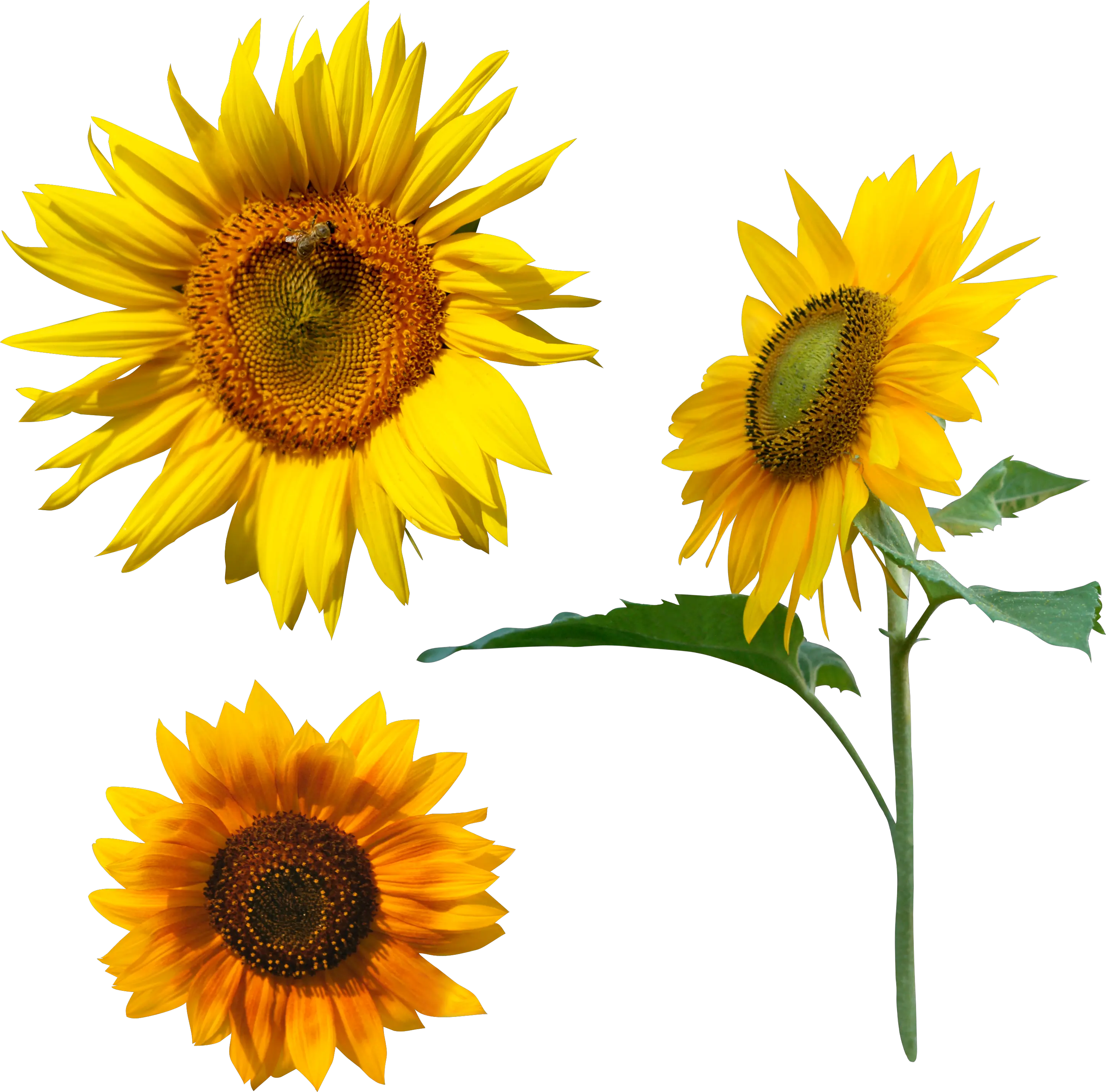 Sunflower PNG