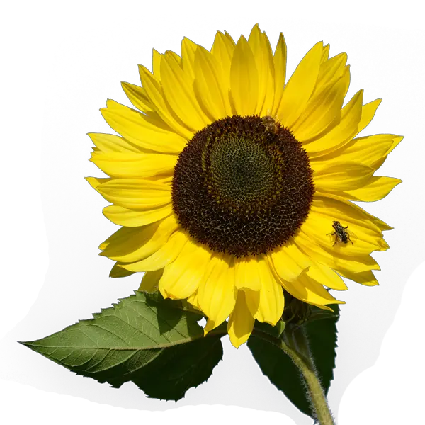 Sunflower PNG