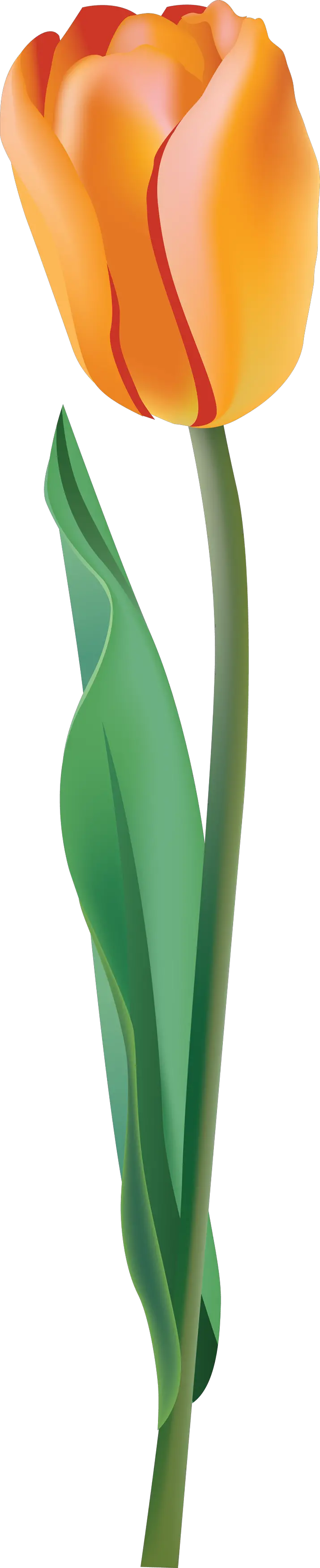 Yellow tulip PNG image