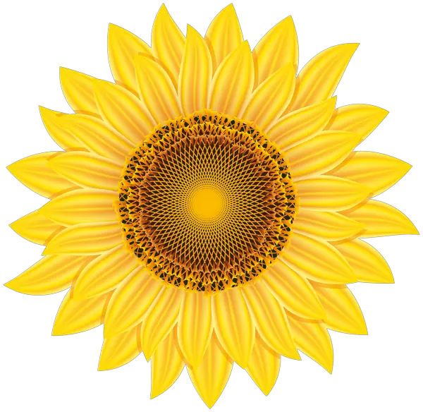 Sunflower PNG