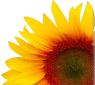Sunflower PNG