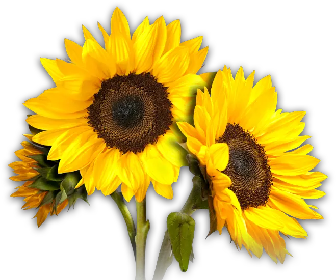 Sunflowers PNG