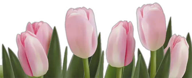 Tulip PNG image