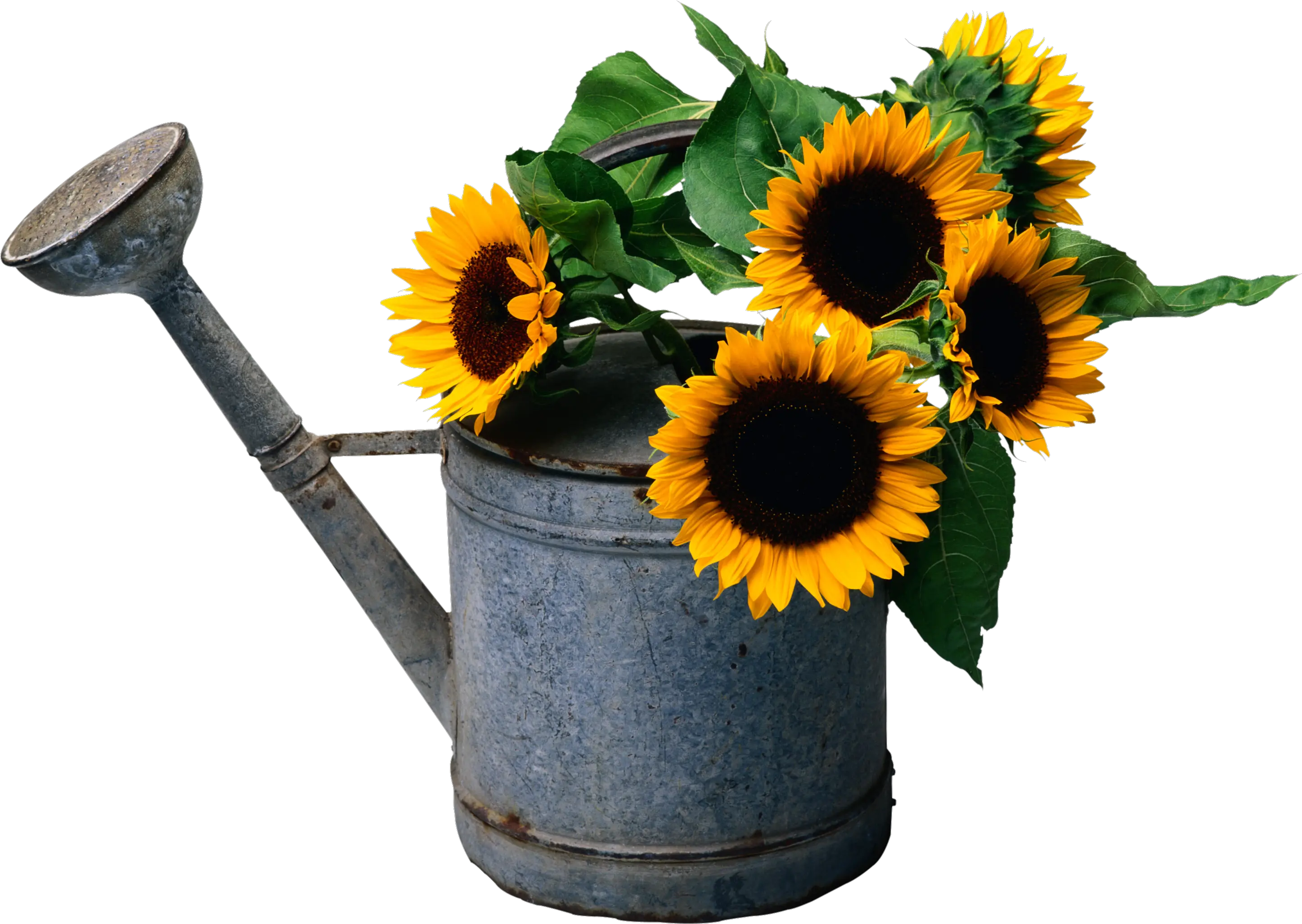 Sunflower PNG