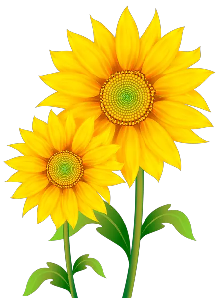 Sunflower PNG