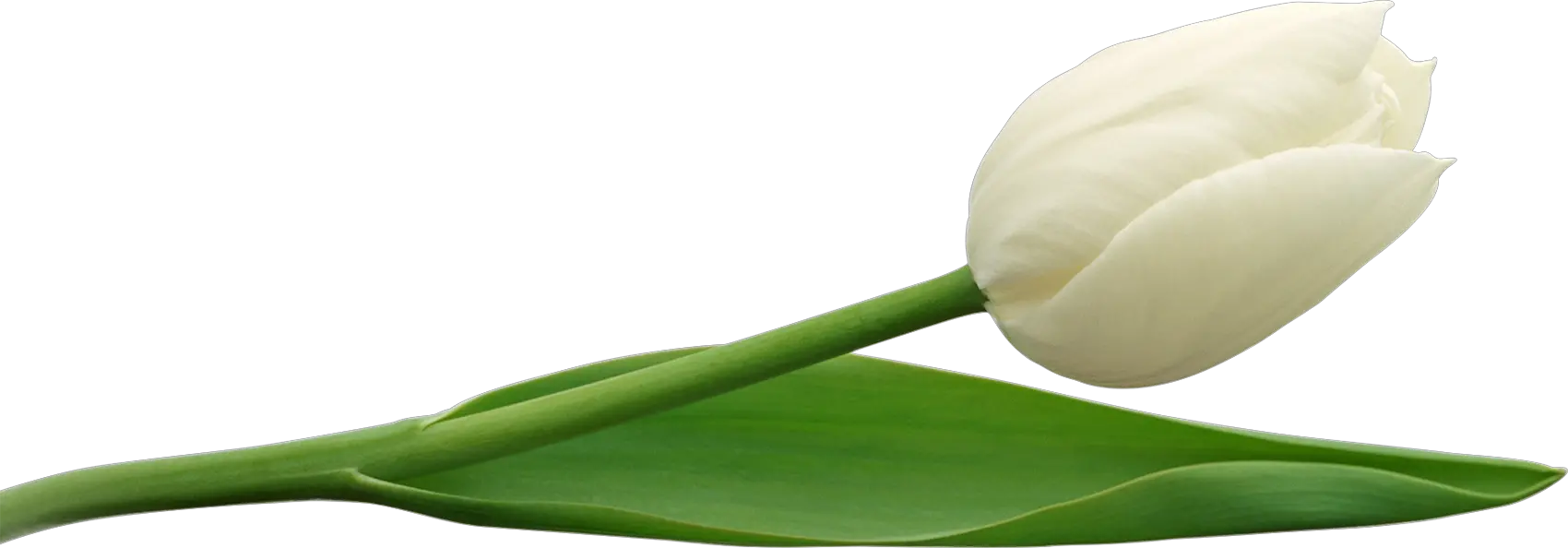 Tulip PNG image