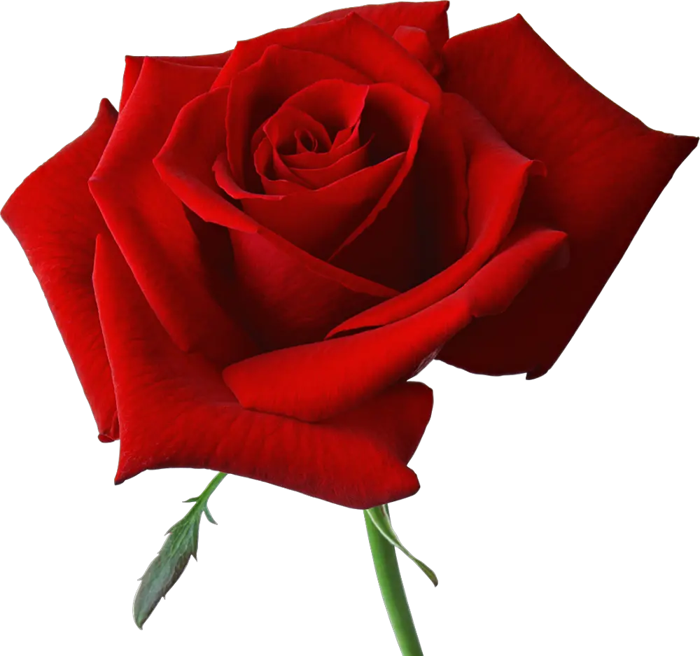 Red rose png image free picture download