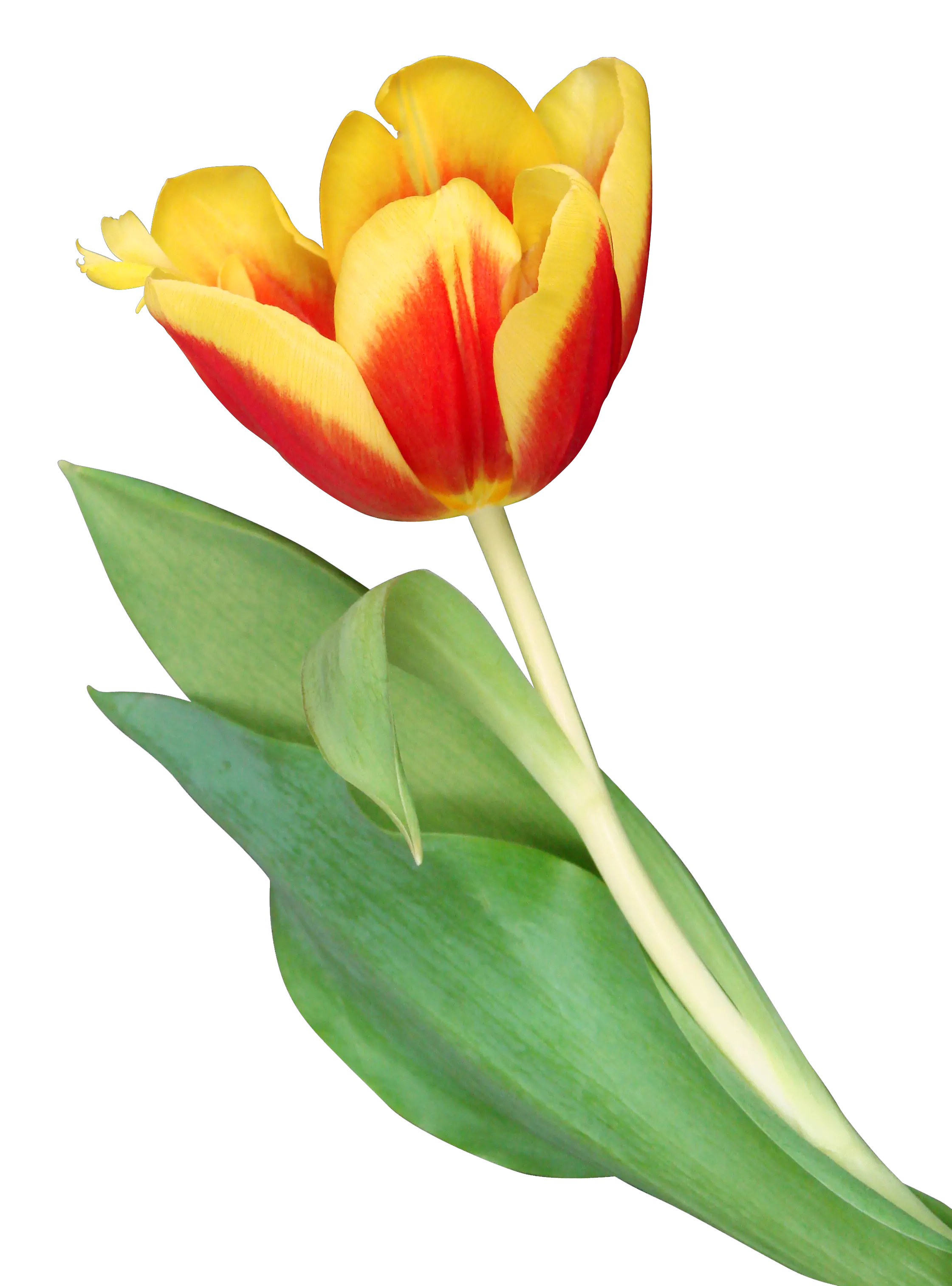 Tulip PNG image